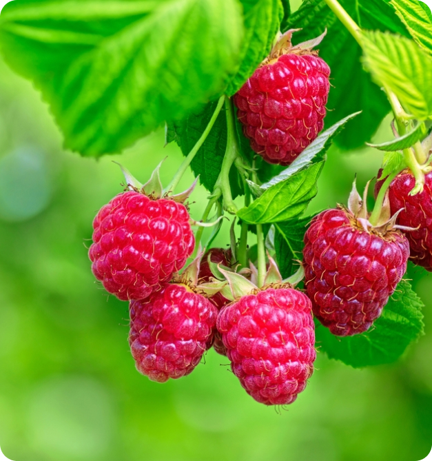 Petits fruits