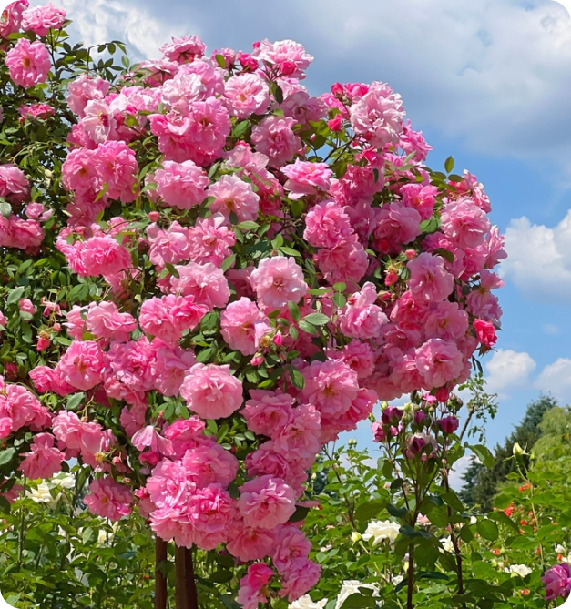 Rosiers